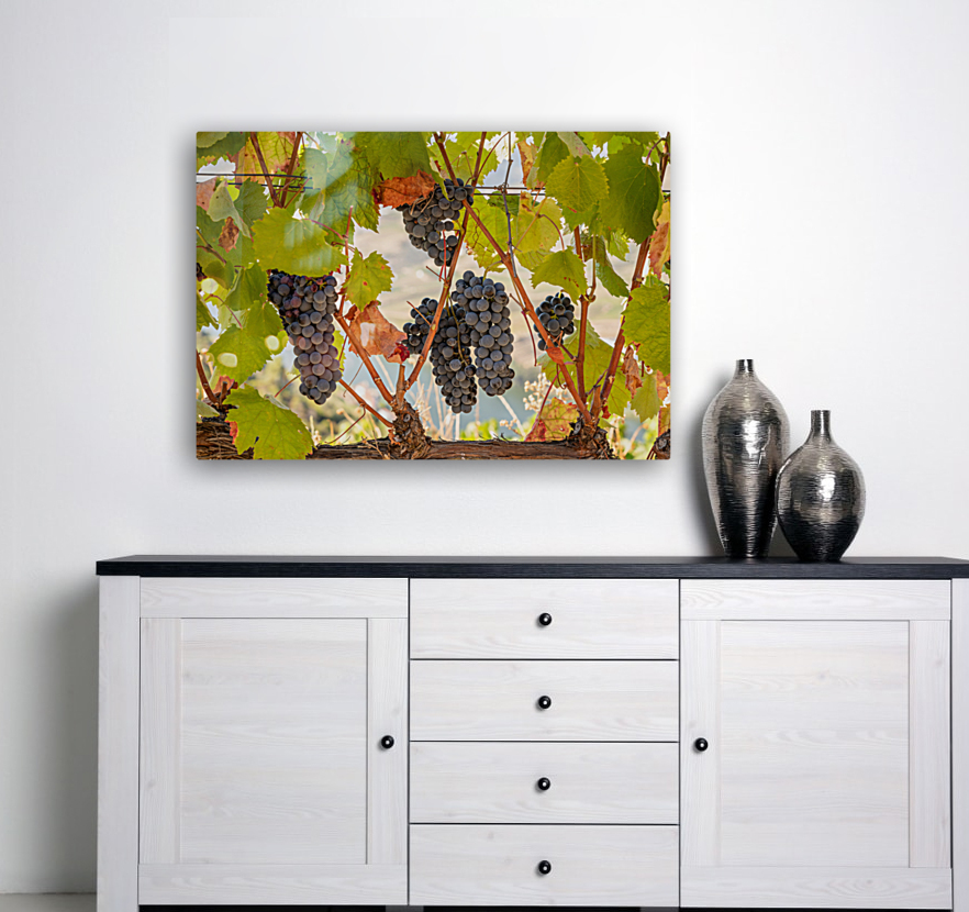 Grapes for port wine by the River Douro Reproduction