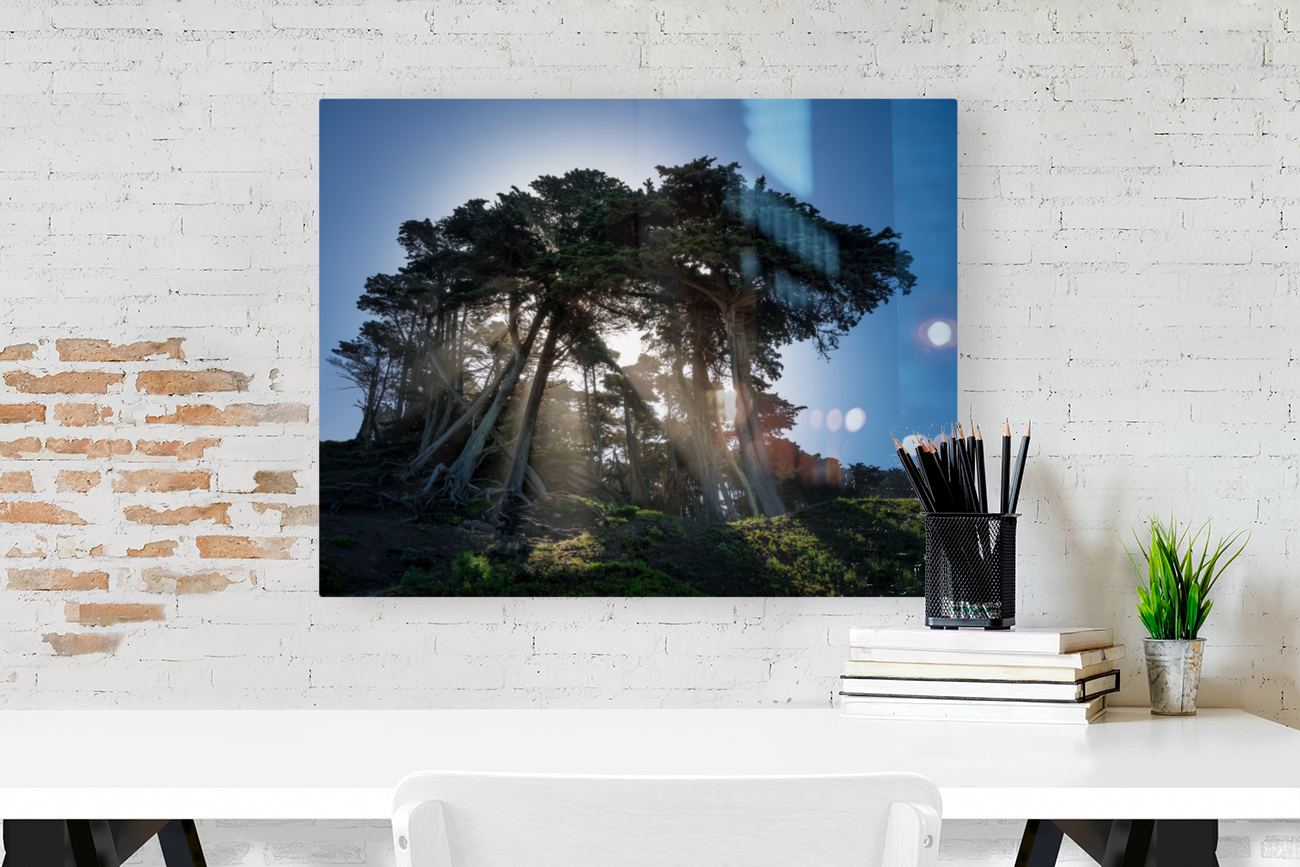 Sunbeams from large pine or fir trees  Reproduction