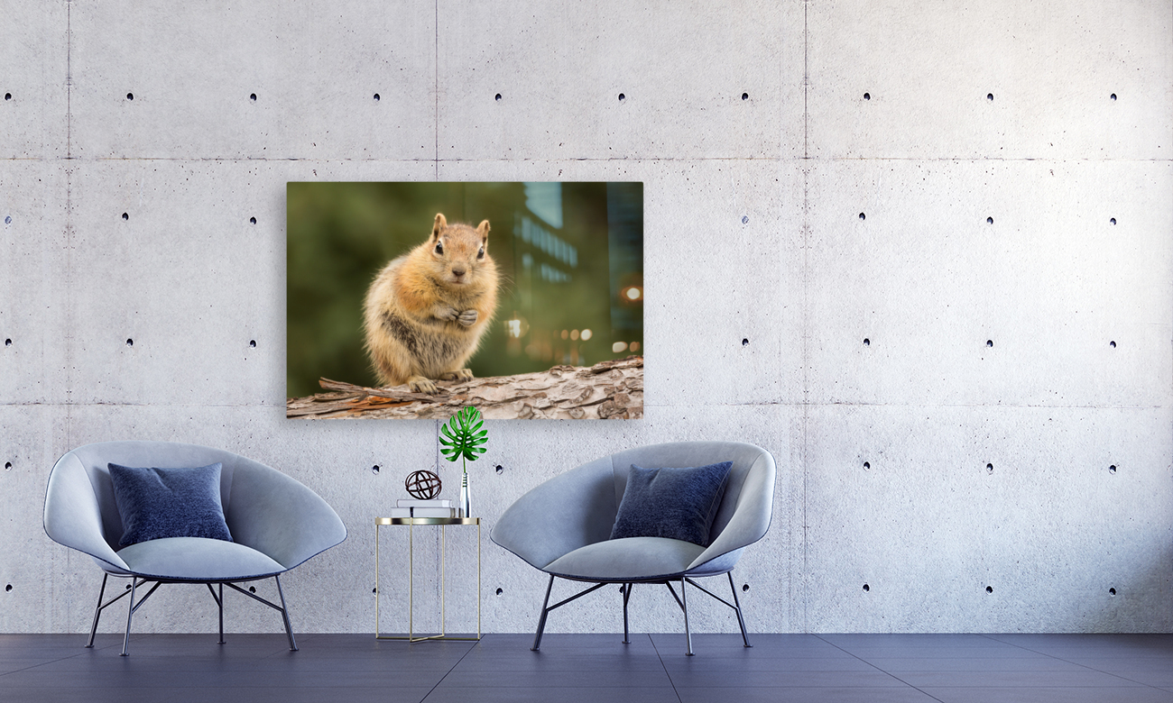 Cute Chipmunk well fed on nuts and seeds Reproduction