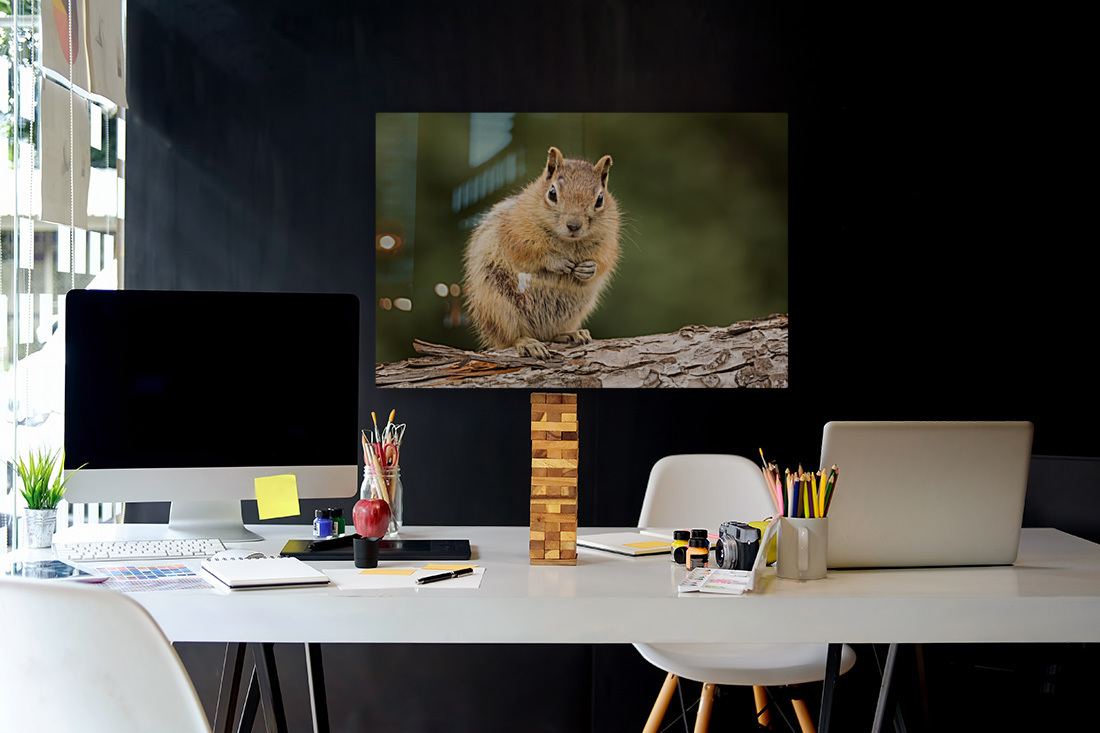 Cute Chipmunk well fed on nuts and seeds Reproduction