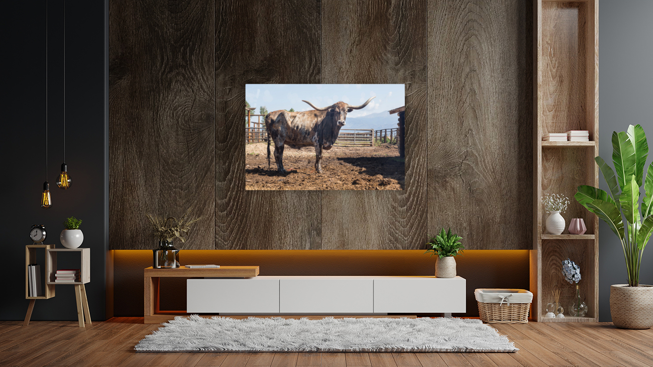 Old Longhorn bull in paddock Reproduction