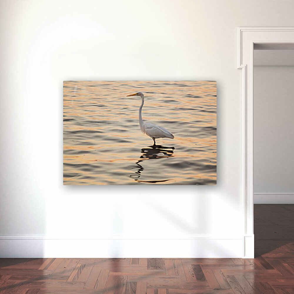 Great white egret in the sea off Tampa in Gulf Reproduction