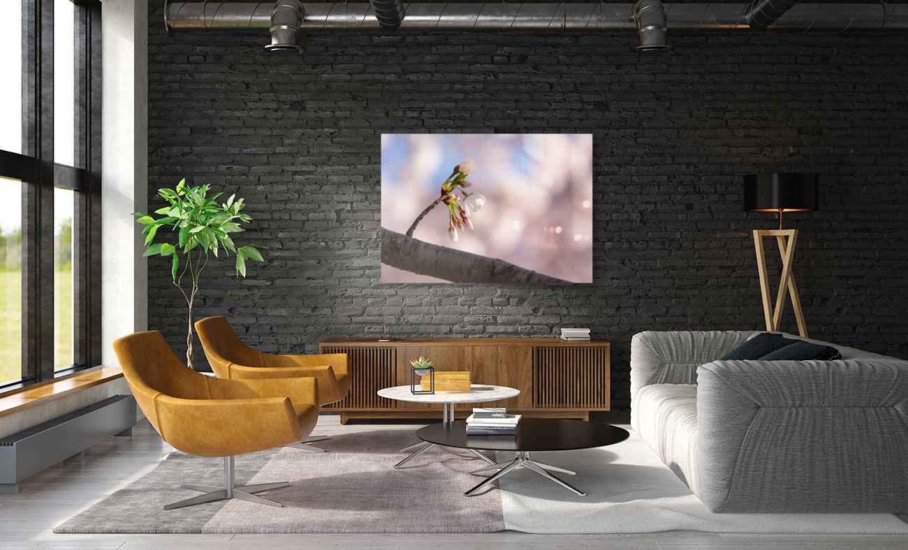 Close up of Cherry Blossom flowers Reproduction