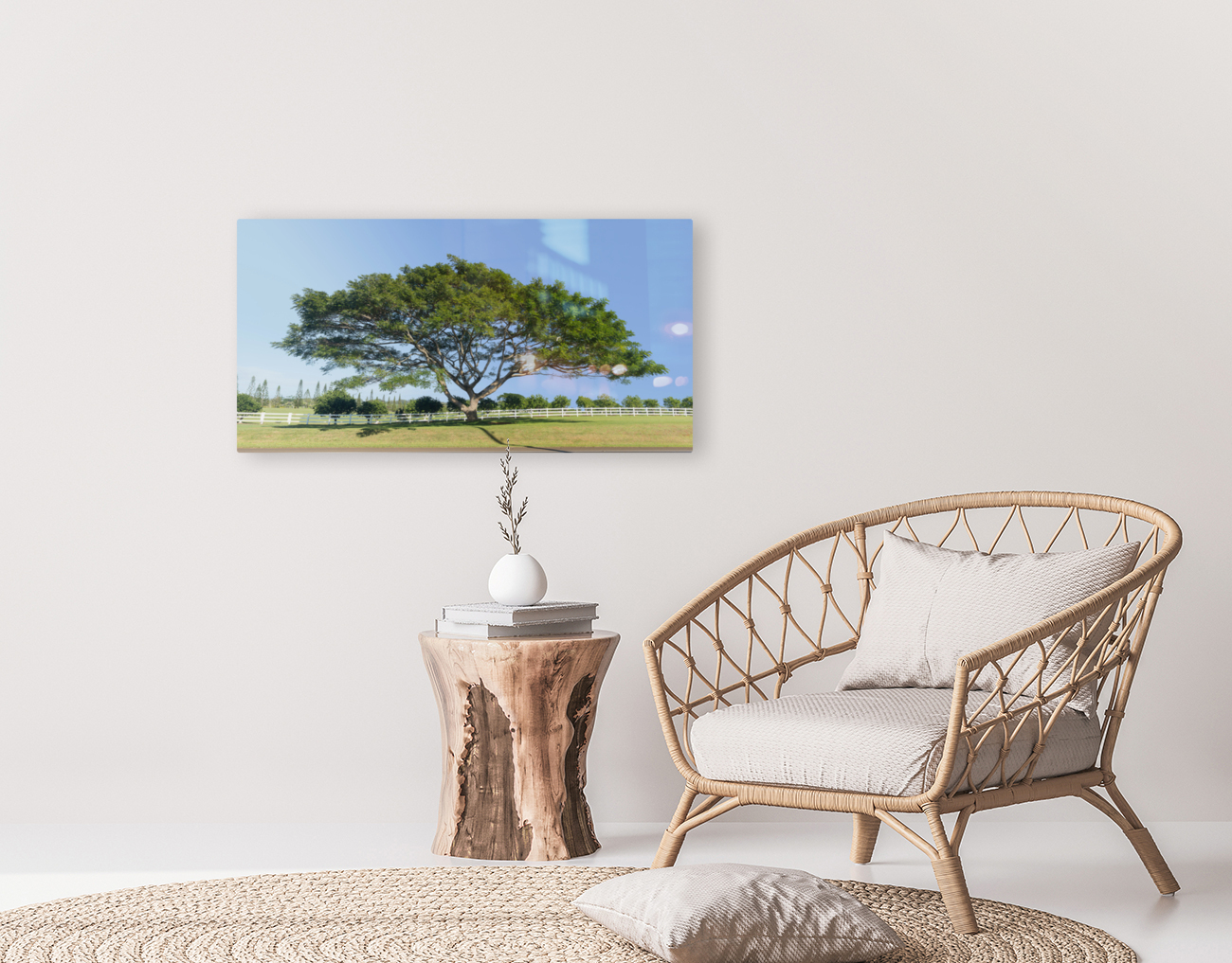 Large acacia or koa tree Kauai Reproduction