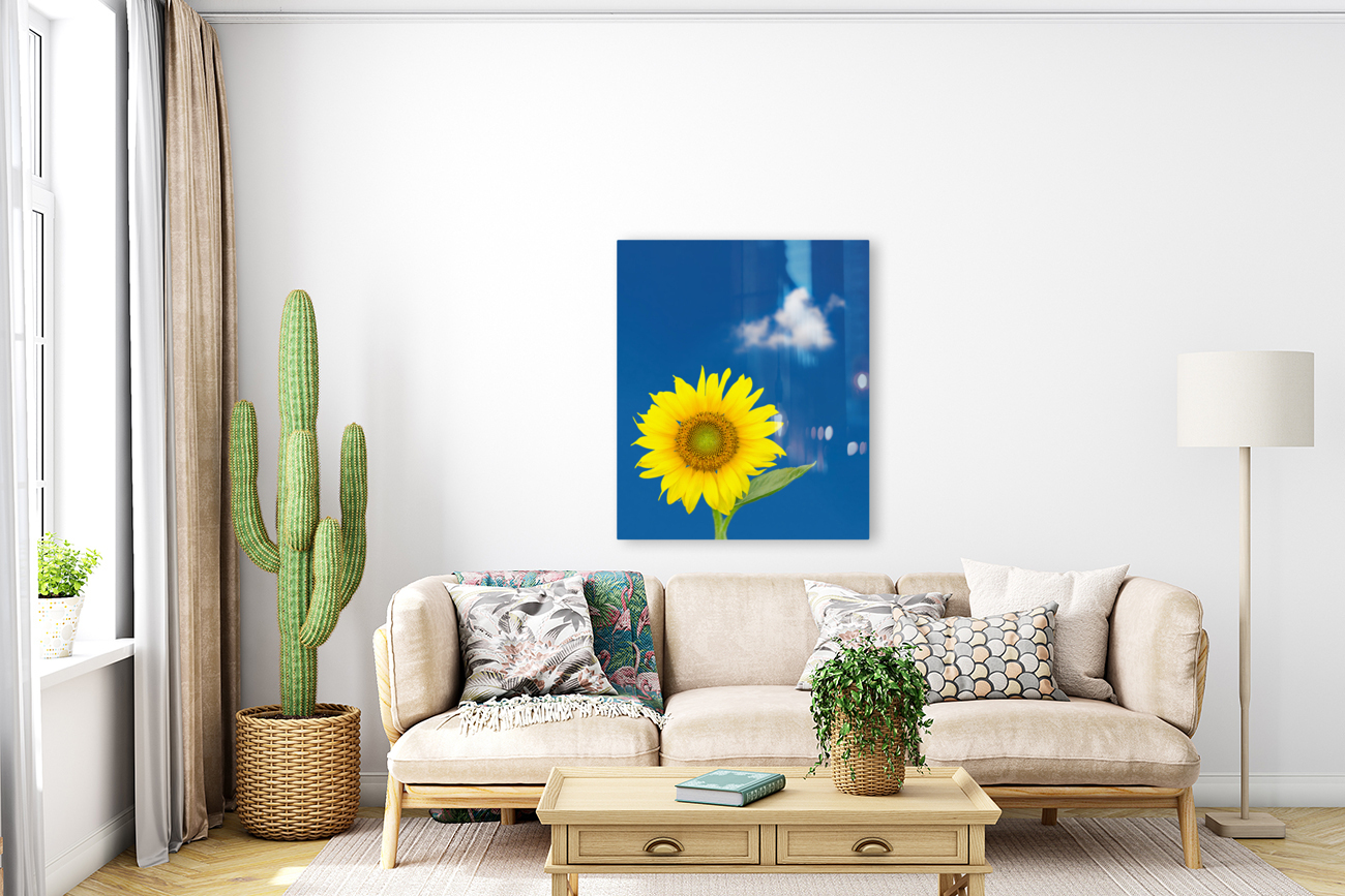 Single sunflower blossom against blue sky Reproduction