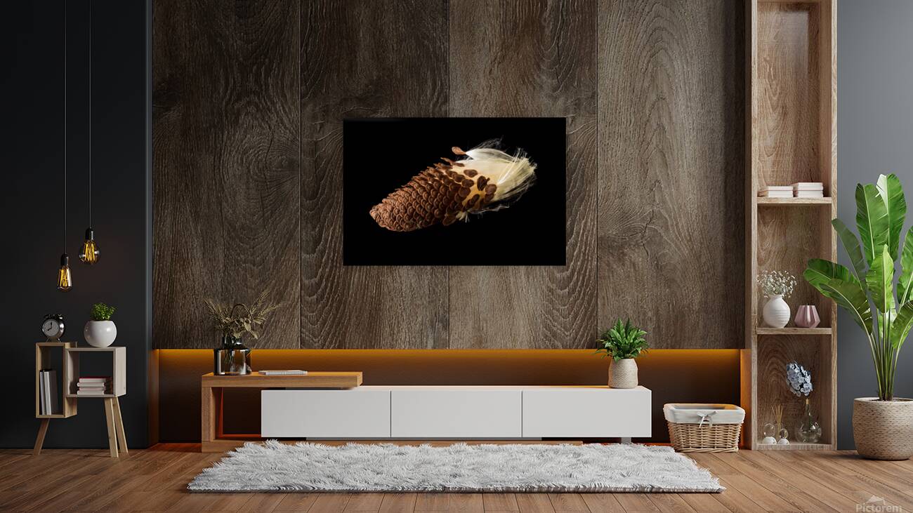 Macro photo of swamp milkweed seed pod Reproduction