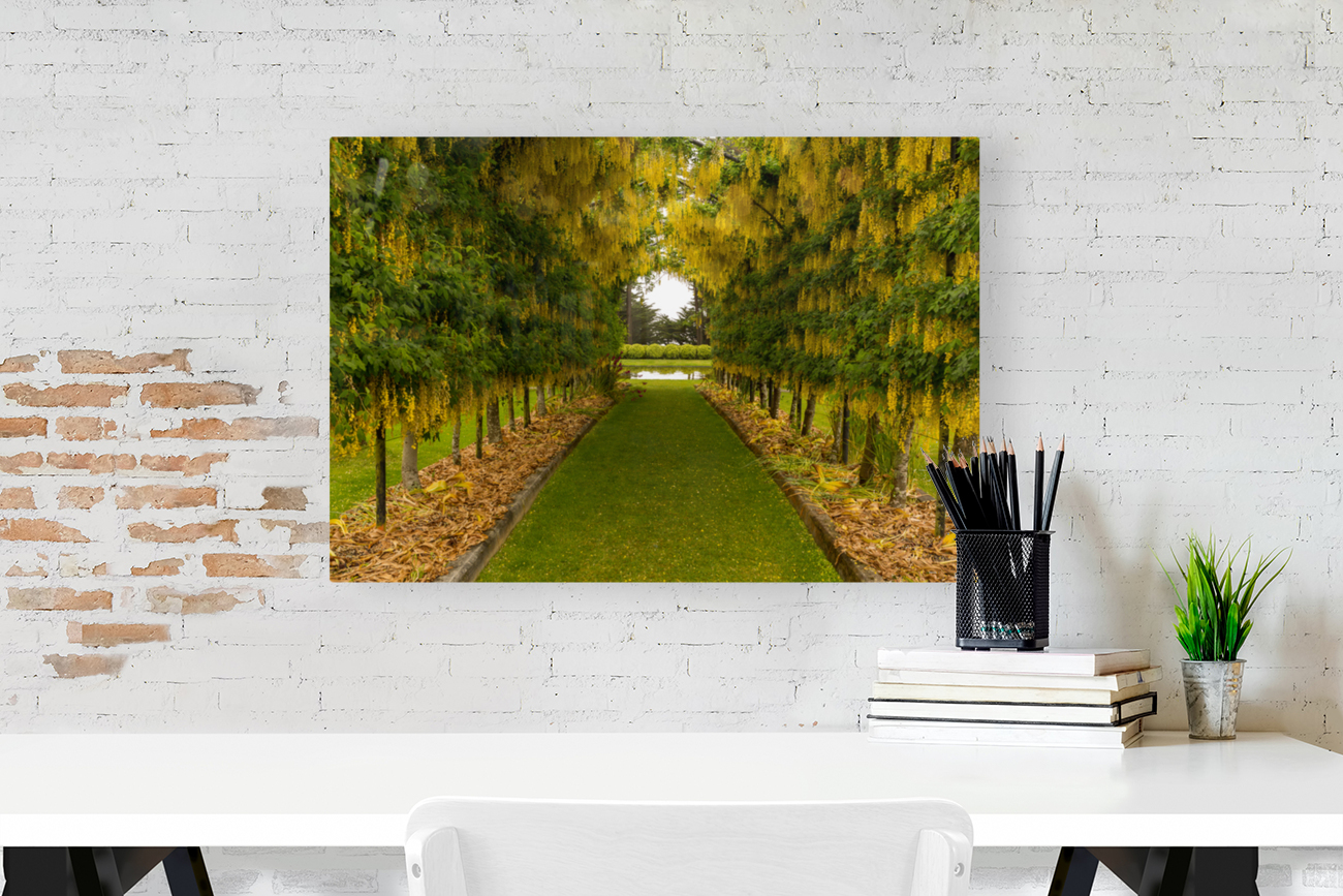 Laburnum Arch in full bloom over grass path Reproduction