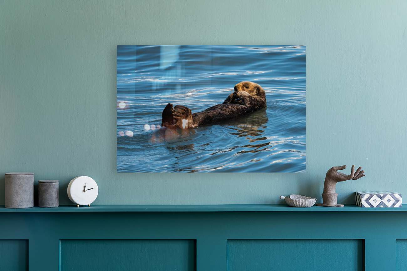 Sea Otter floating in Resurrection Bay near Seward Reproduction