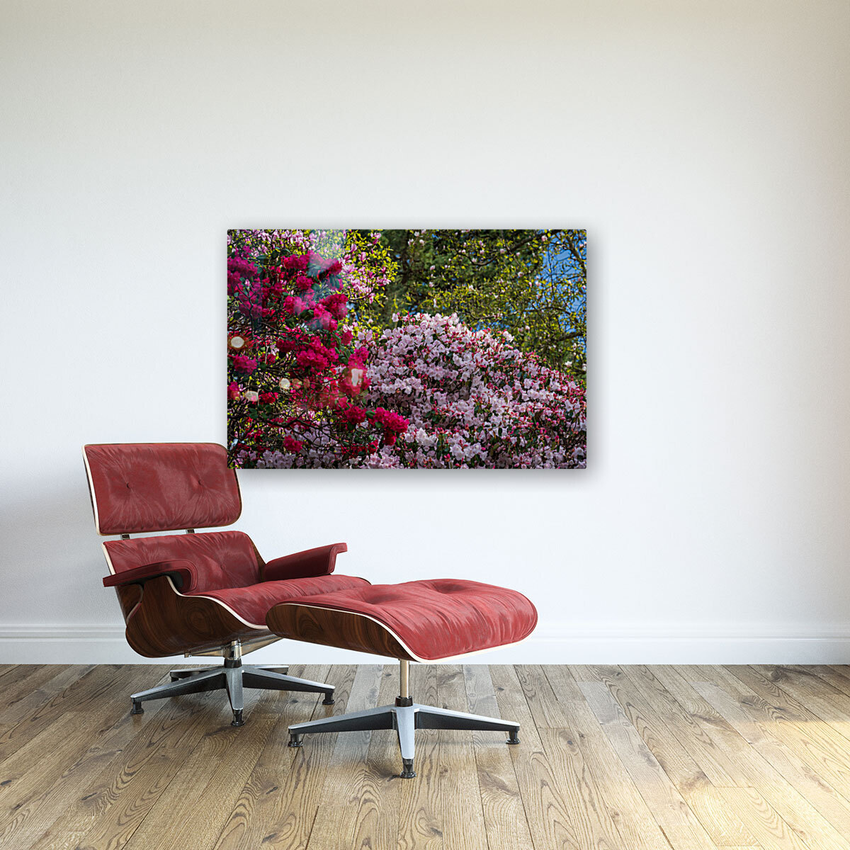 Azaleas and Rhododendron trees surround pathway in spring Reproduction
