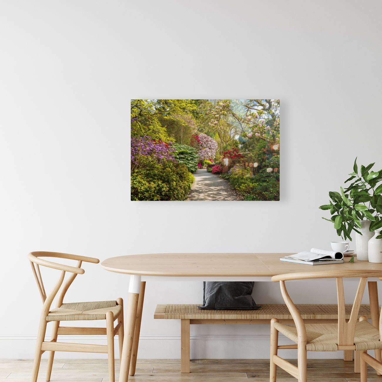 Path leads to Azaleas and Rhododendron trees in spring Reproduction