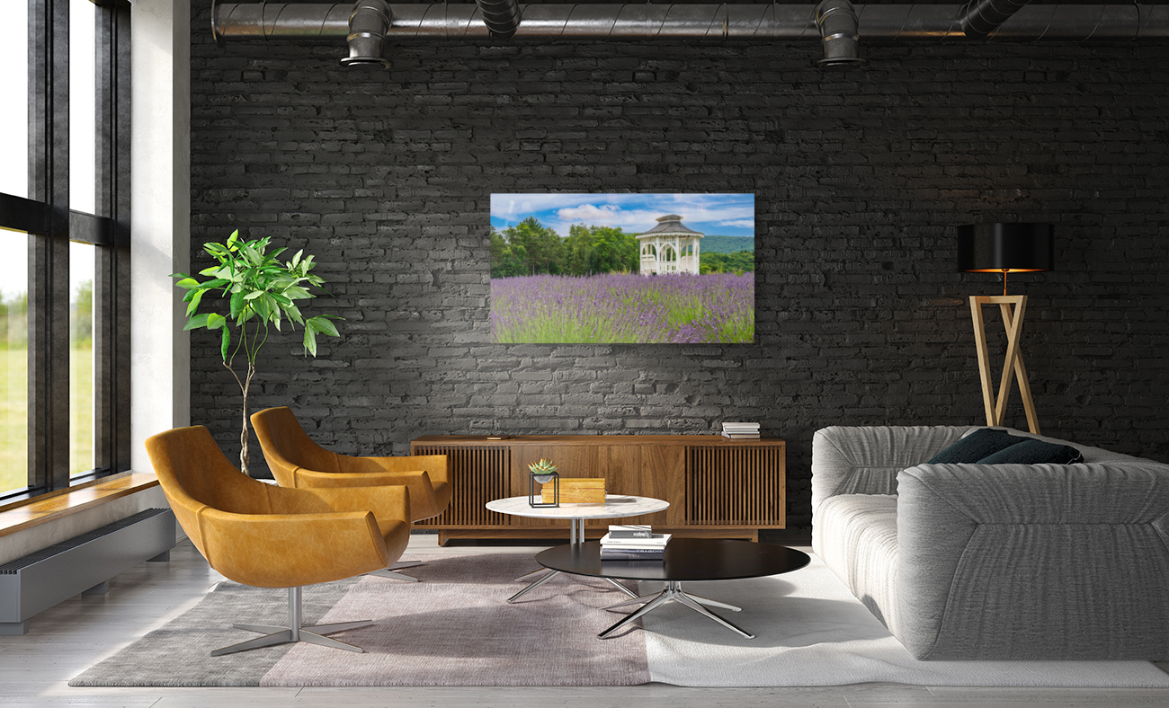 Lavender plants in blossom in early July with gazebo Reproduction