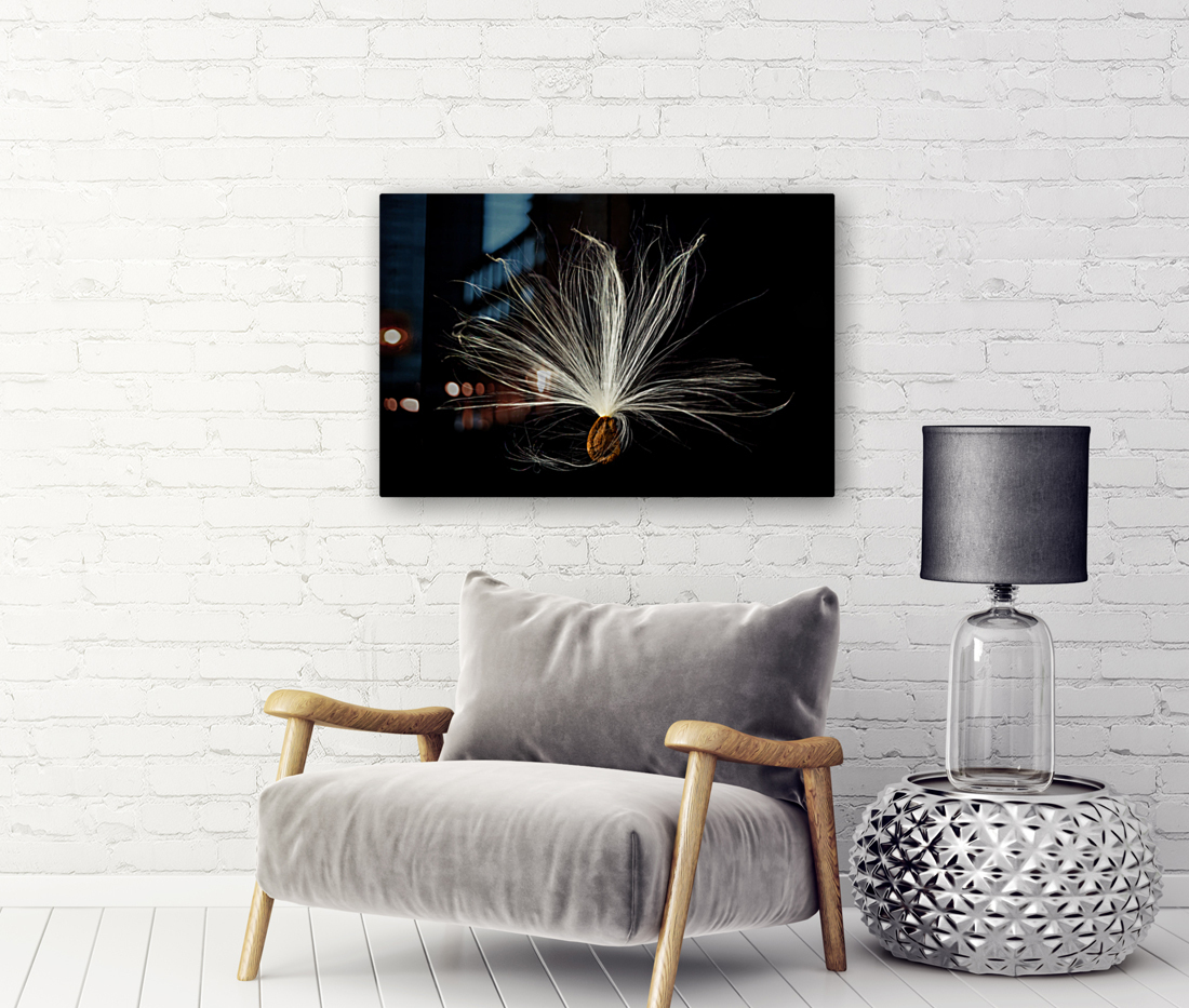 Macro photo of swamp milkweed seed pod Reproduction