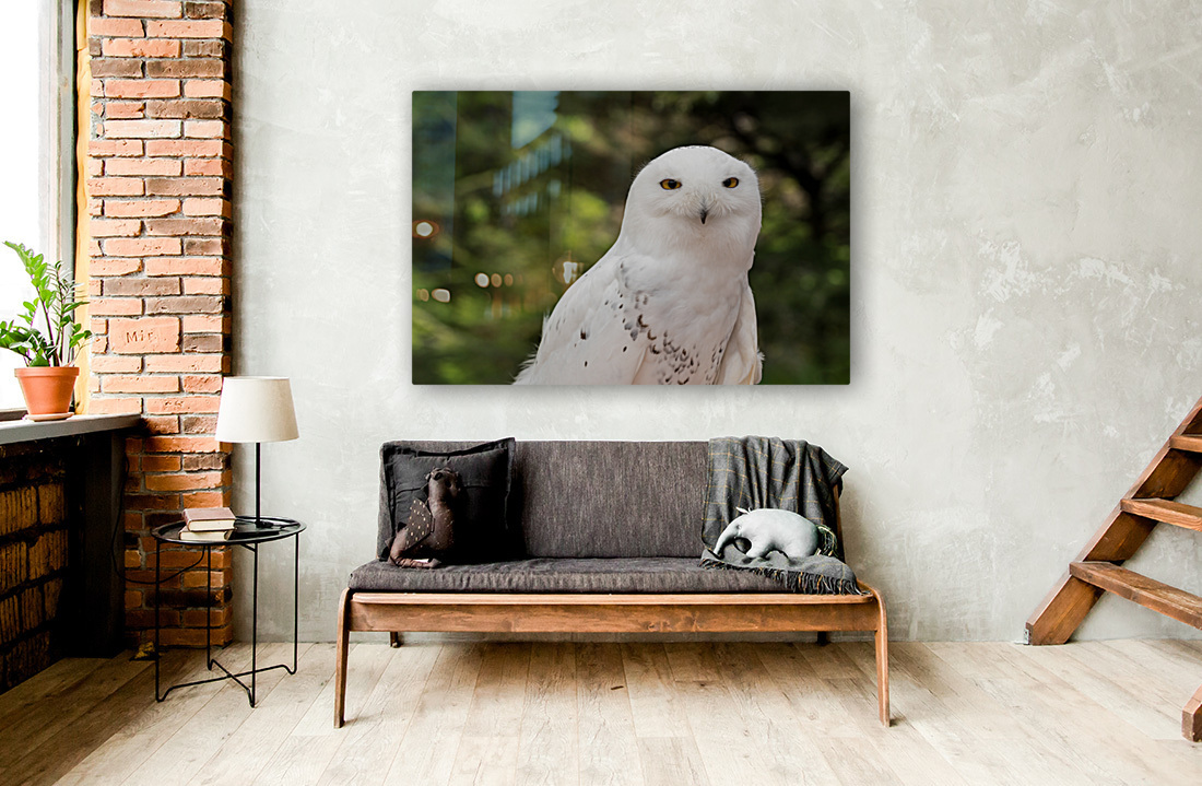 Close up of Snowy Owl against green rainforest in summer Reproduction
