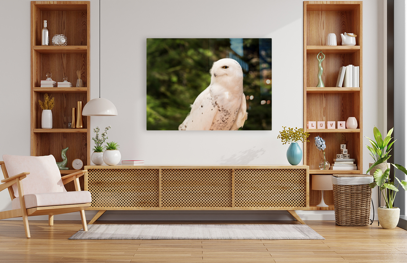 Close up of Snowy Owl against green rainforest Reproduction