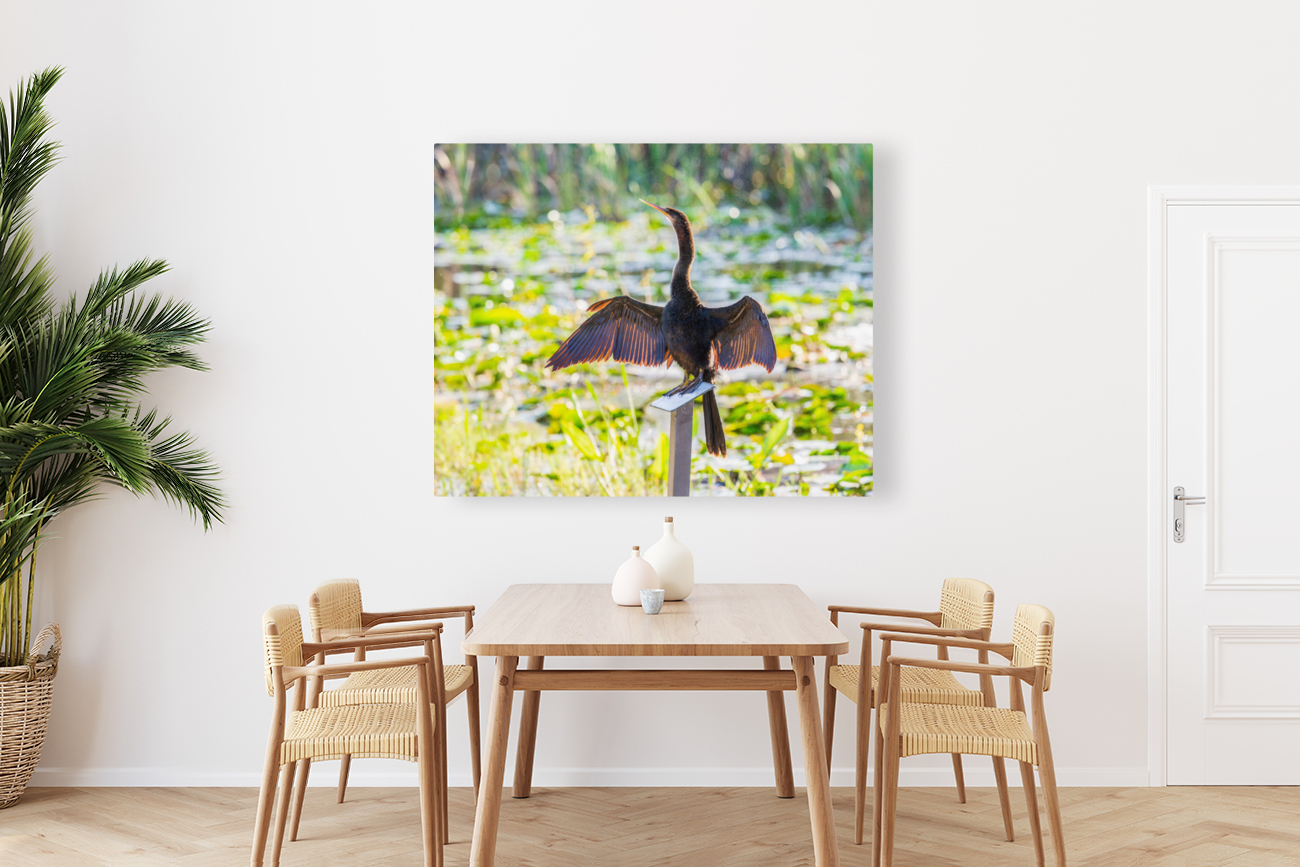 Anhinga bird drying its feathers in Everglades Reproduction