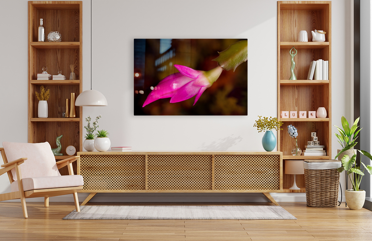 Christmas Cactus Flower  Reproduction