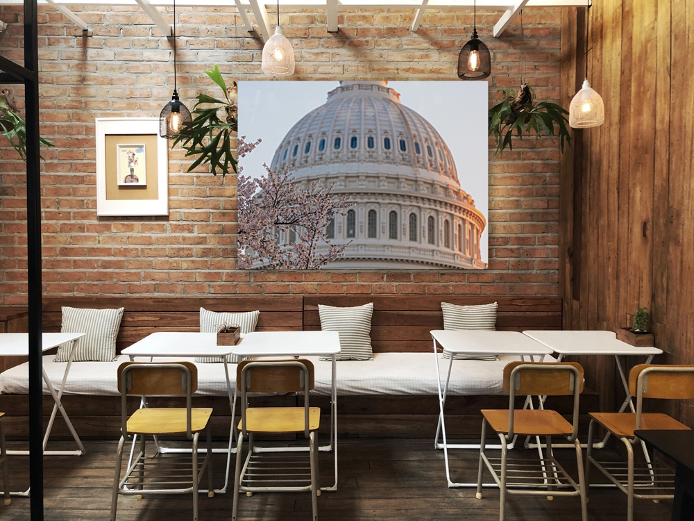 Cherry blossoms by the Capitol dome at dawn Reproduction