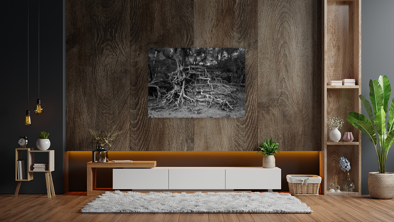 Storm erosion on tree roots at Kee beach Reproduction