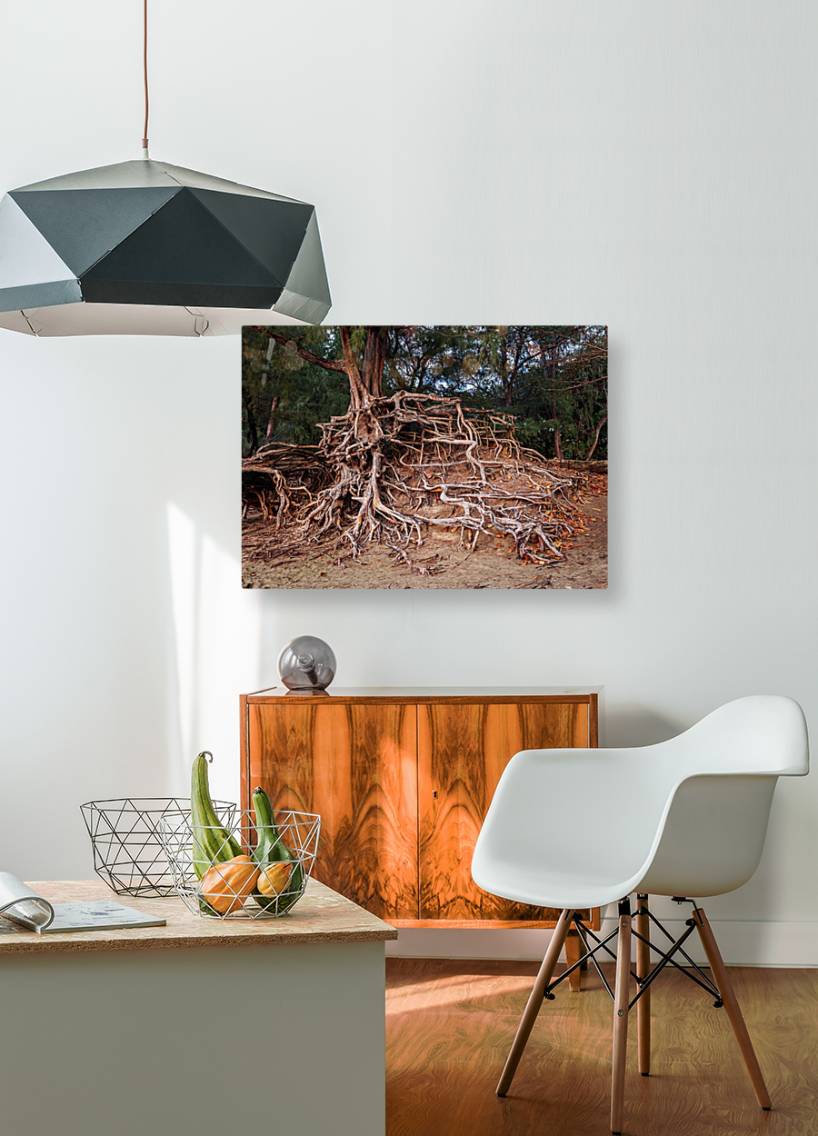 Storm erosion on tree roots at Kee beach Reproduction