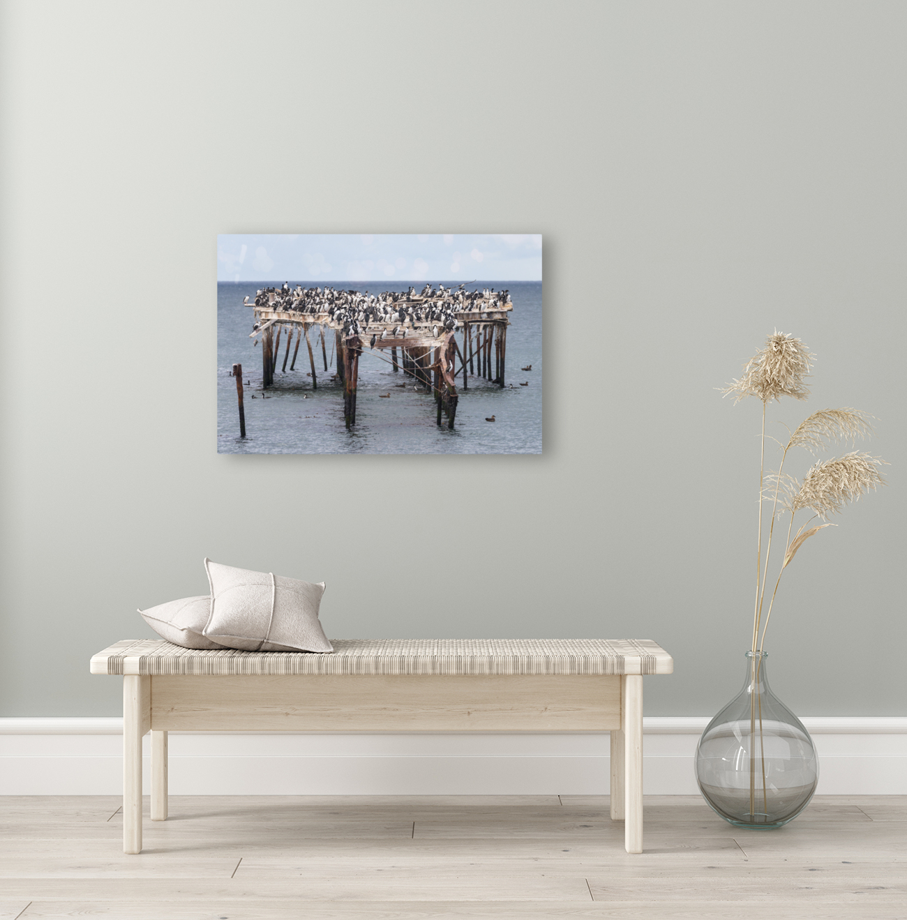 Colony of Imperial Cormorant seabirds in Punta Arenas Chile Reproduction