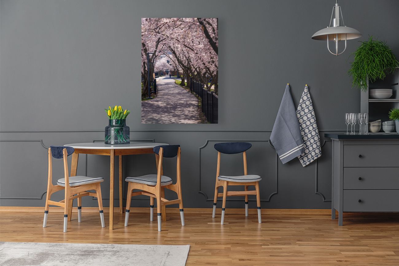 Cherry blossoms over walking trail  by the river in Morgantown W Reproduction