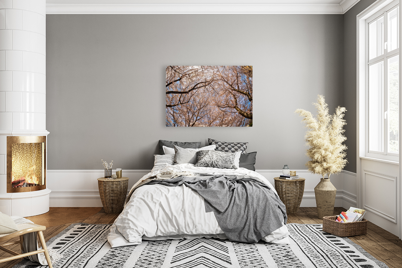 Looking up at Cherry blossoms over walking trail in Morgantown Reproduction