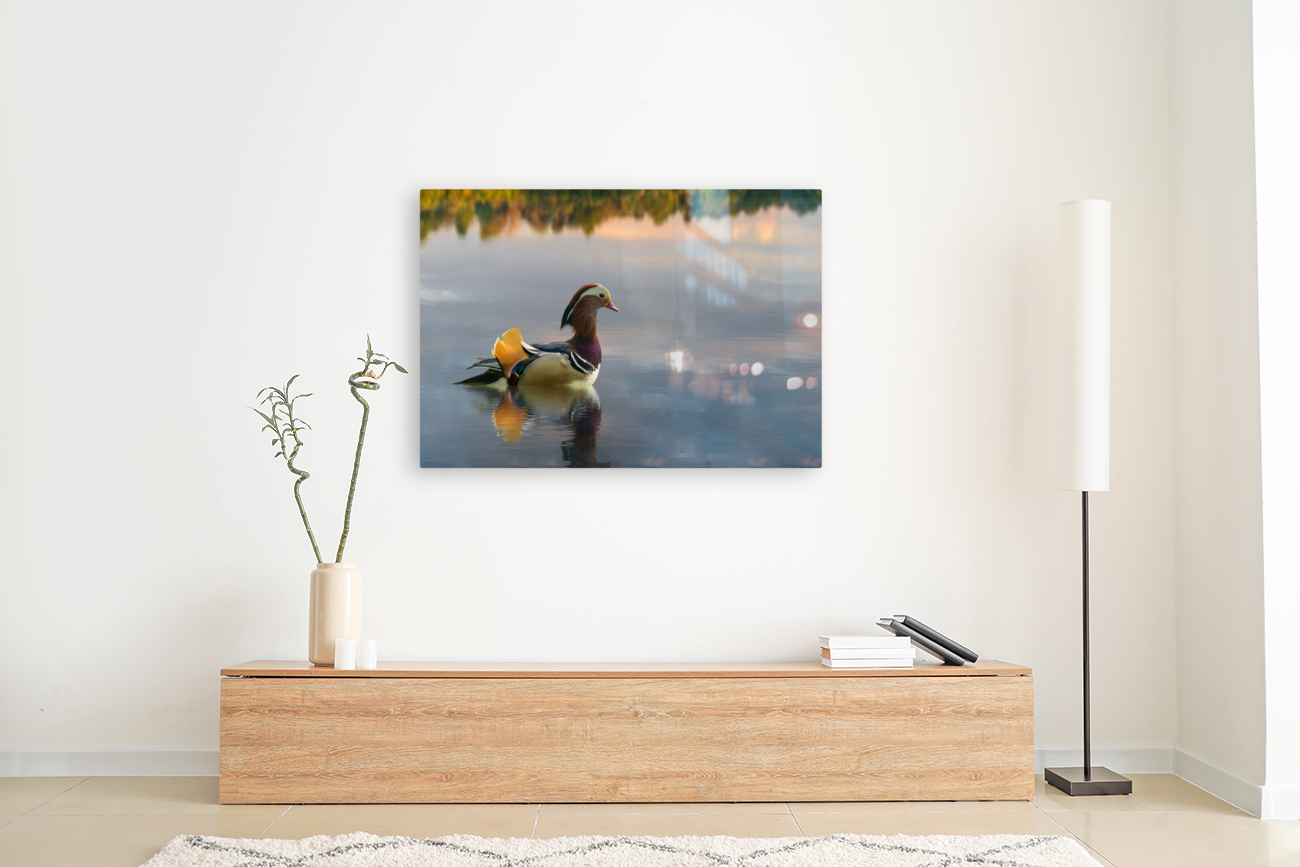 Mandarin duck floats on Ellesmere Mere to a clear reflection of  Reproduction
