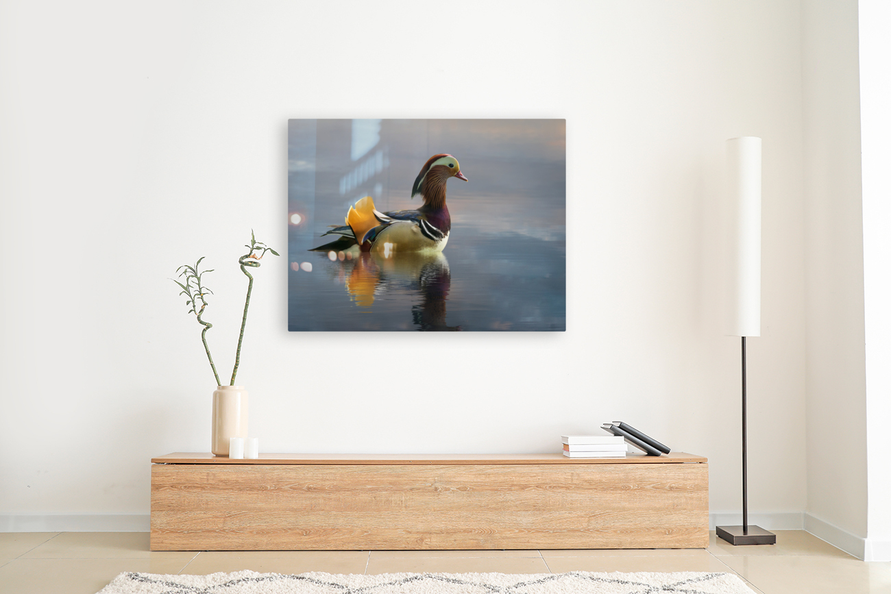 Mandarin duck floats on Ellesmere Mere to a clear reflection of  Reproduction