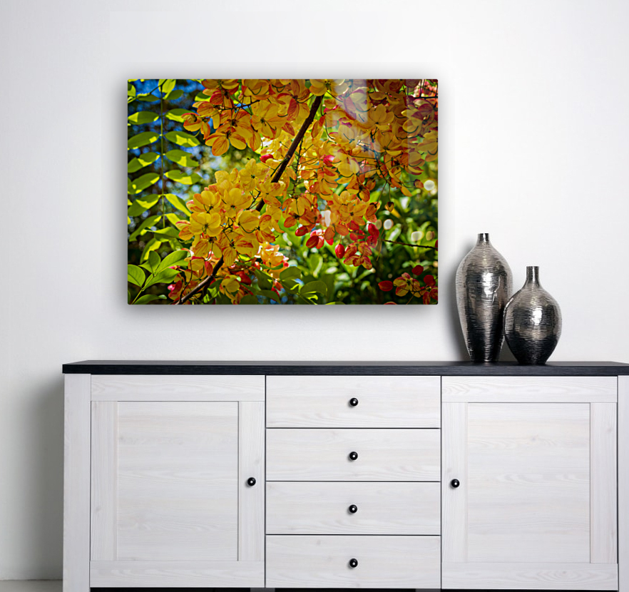 Gorgeous rainbow shower tree blossoms in Hawaii Reproduction