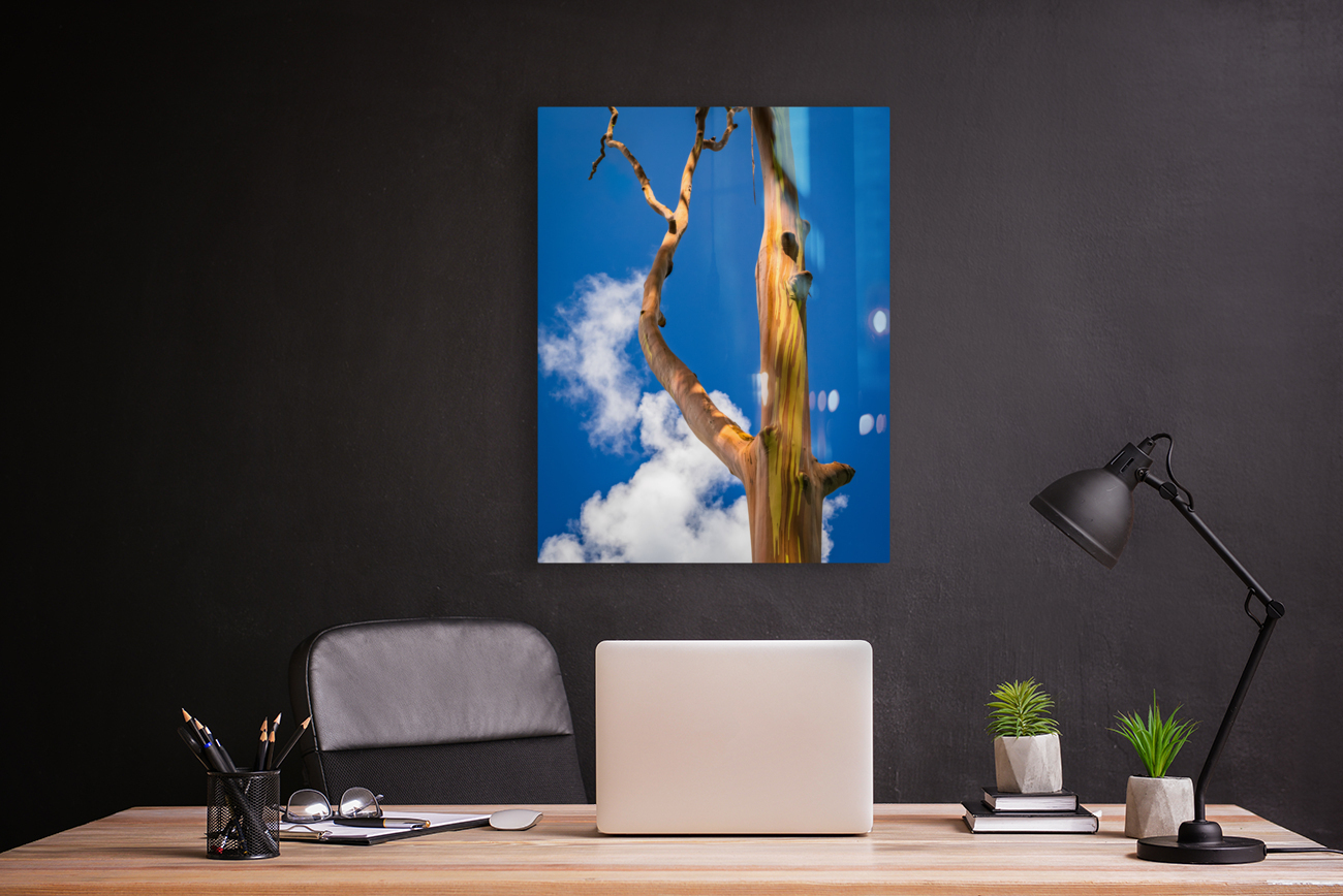 Branch of rainbow eucalyptus trees in Keahua Arboretum Reproduction