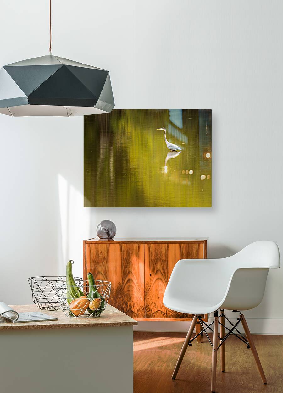 Great blue heron standing in calm water in Atchafalaya basin Reproduction