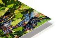 Grapes for port wine by the River Douro Impression metal HD
