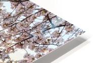 Wide Vista of Beautiful early cherry blossoms Jefferson Memorial Impression metal HD