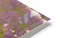 Lavender plants in blossom in early July in detail HD Metal print