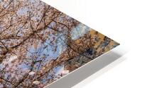Looking up at Cherry blossoms over walking trail in Morgantown HD Metal print