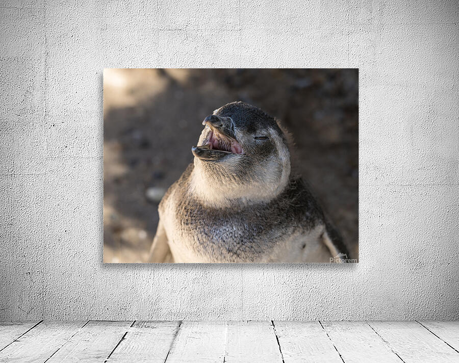 Single magellanic penguin chick showing papillae in mouth Wall Preview