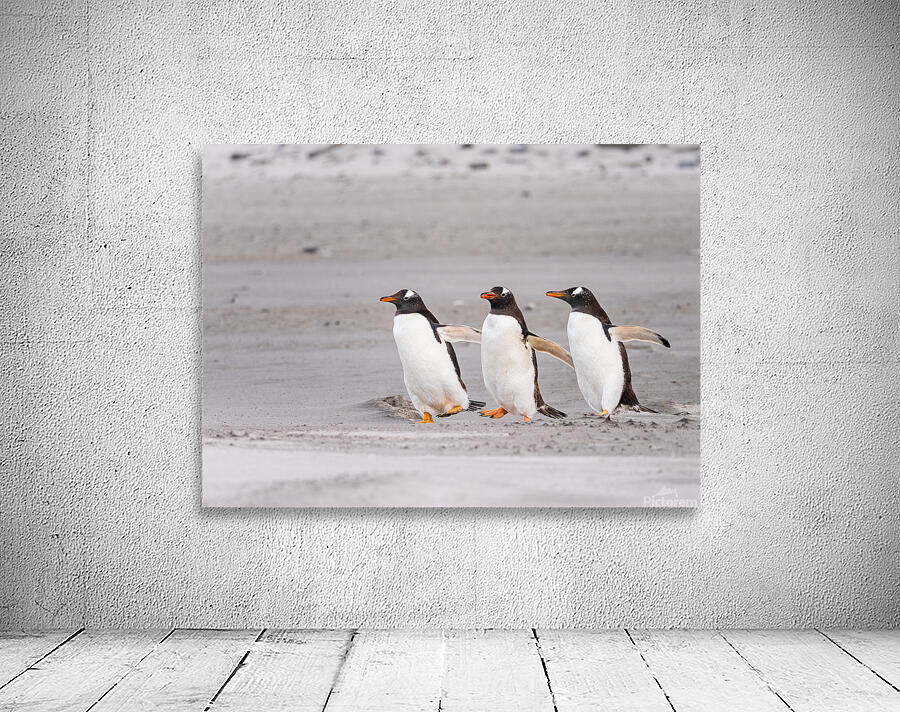 Three Gentoo penguins at Bluff Cove  running on sandy beach Wall Preview