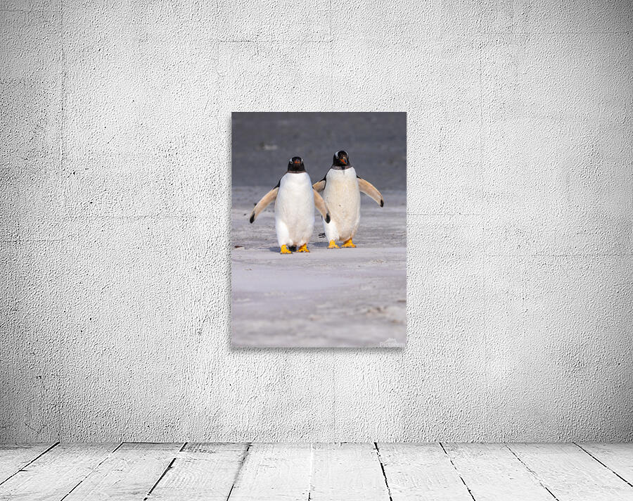 Two Gentoo penguins at Bluff Cove on Falklands walking to ocean Wall Preview