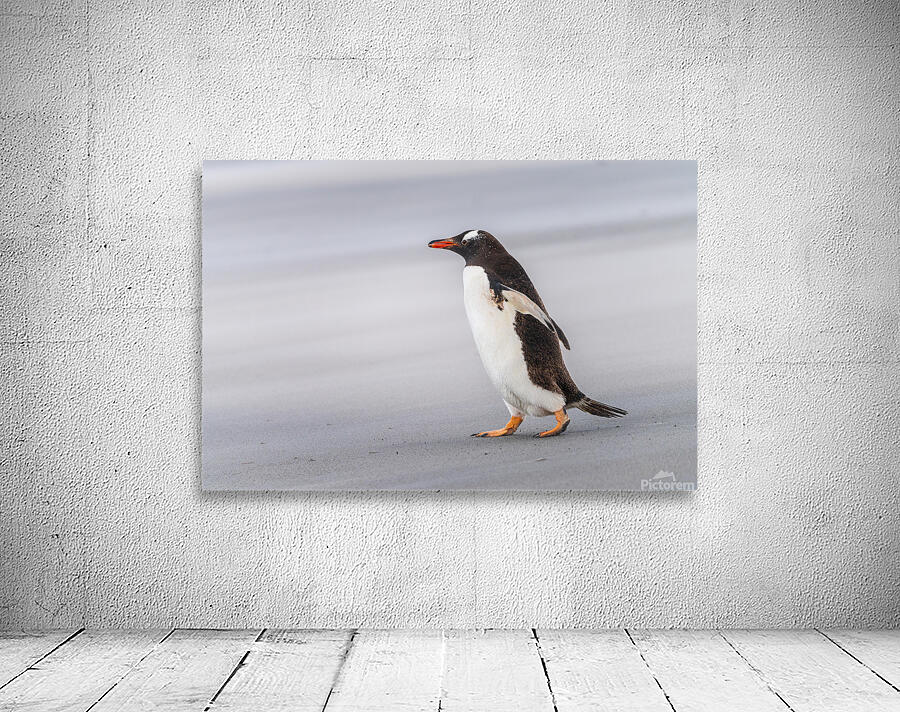 Single Gentoo penguin on Falklands walking to ocean Wall Preview