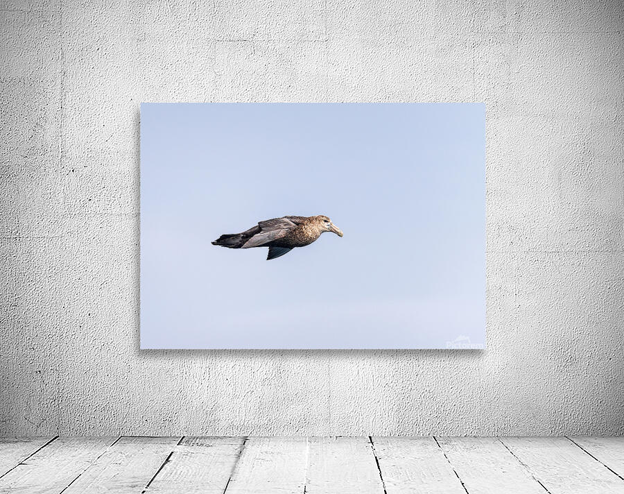 Southern giant petrel flying alongside cruise ship in South Atla Wall Preview