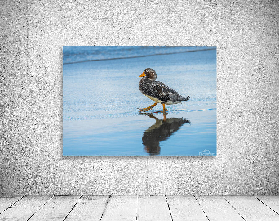Falkland Steamer duck walking in the surf on Falklands Islands Wall Preview