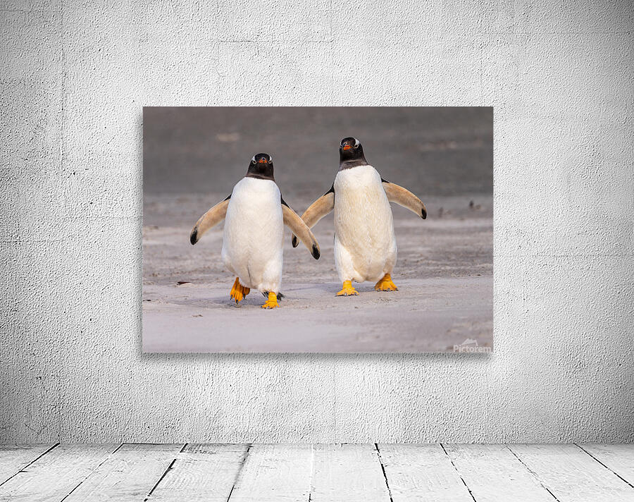 Two Gentoo penguins at Bluff Cove on Falklands walking to ocean Wall Preview