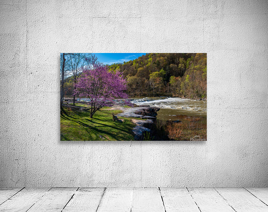 Redbud blossoms by Bench and Valley Falls WV on a bright spring morning Wall Preview