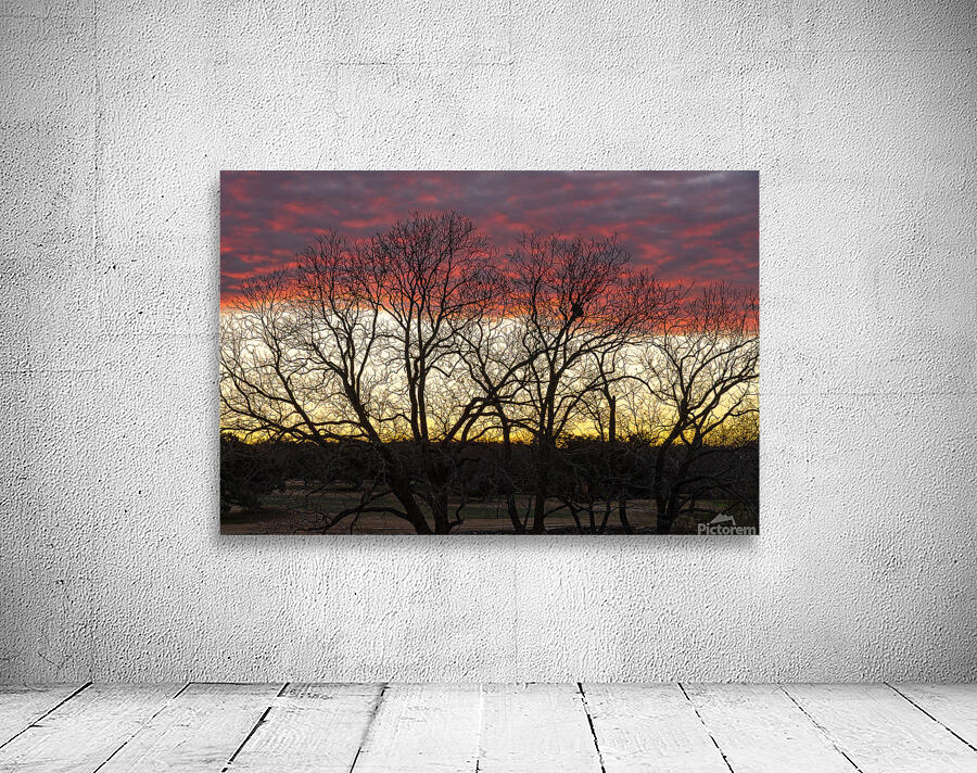 Dramatic sunset over Legacy Hills Park lake with details of tree Wall Preview