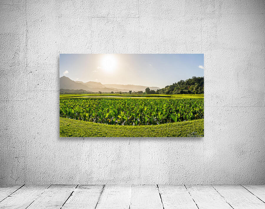 Verdant taro fields thrive under the Hawaiian sun near Hanalei B Wall Preview