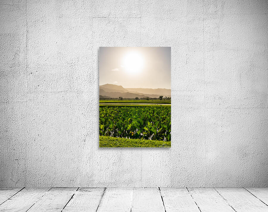 Verdant taro fields thrive under the Hawaiian sun near Hanalei B Wall Preview