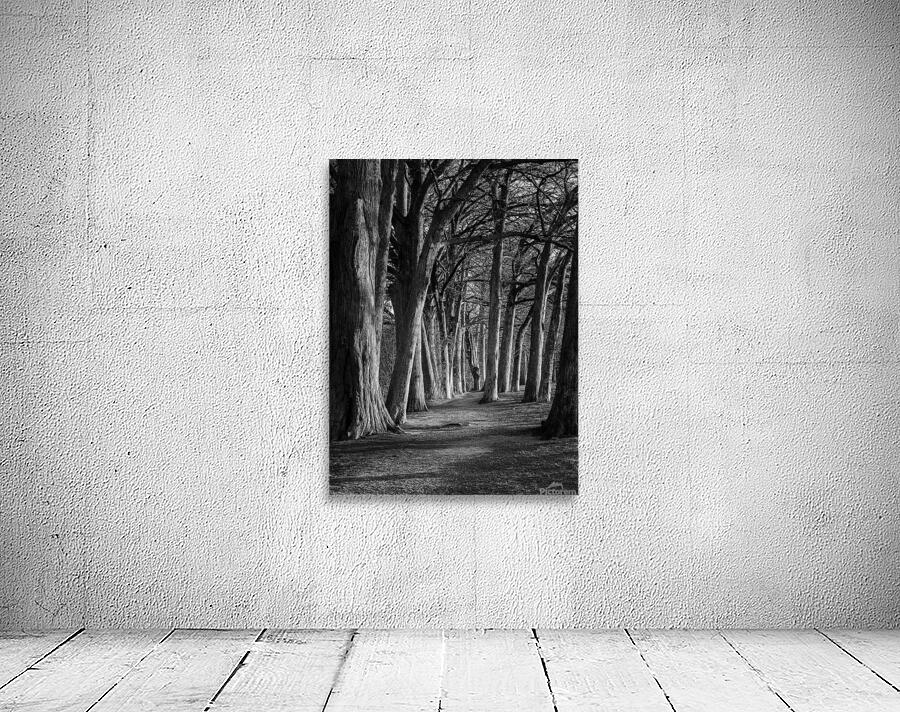 Large cypress trees in Cypress Bend Park by the side of Guadalup Wall Preview
