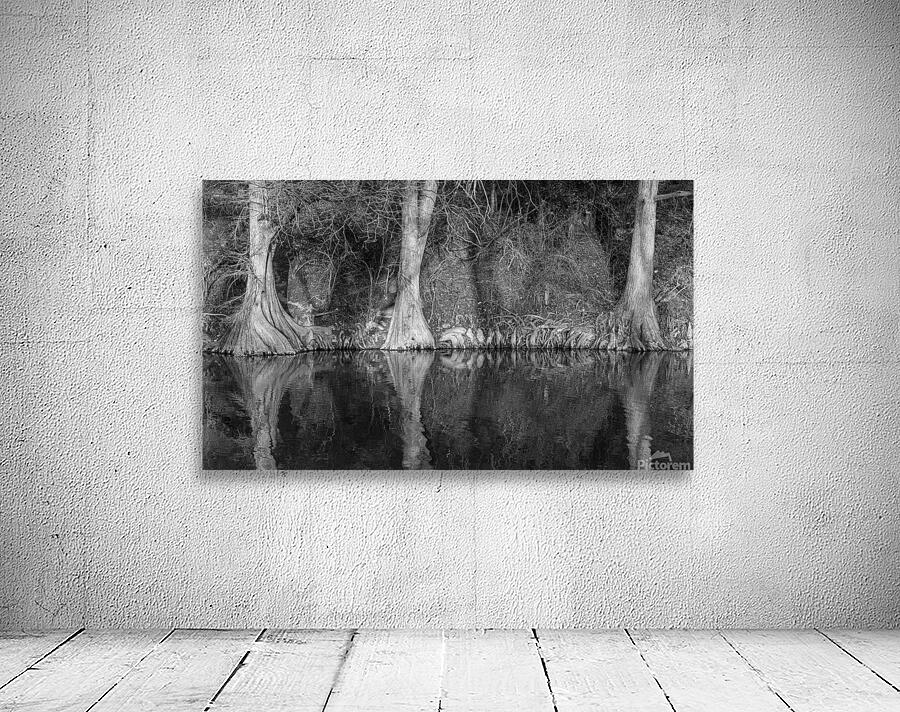 Large cypress trees in Cypress Bend Park alongside Guadalupe Riv Wall Preview