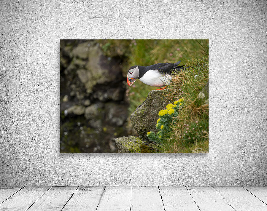 Single puffin on the cliffs in the Skalanes Nature and Heritage  Wall Preview