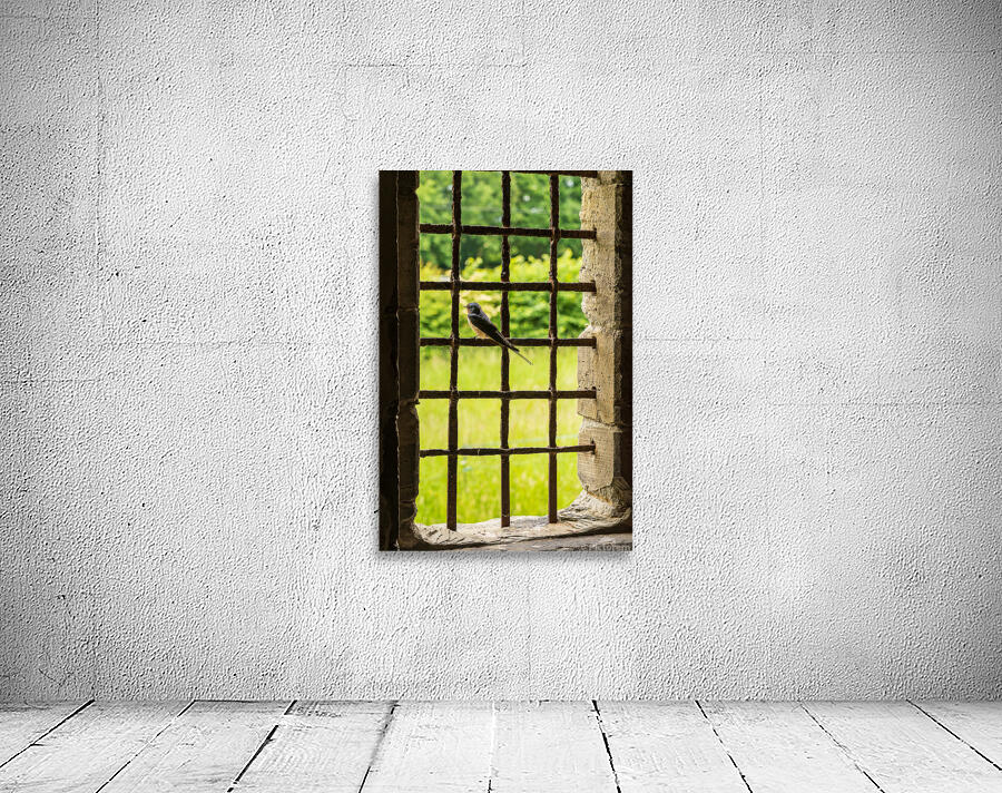 Barn swallow perched on the bars of window of 13th Century forti Wall Preview